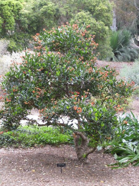 File:IMG 4921 hunt0904.jpg