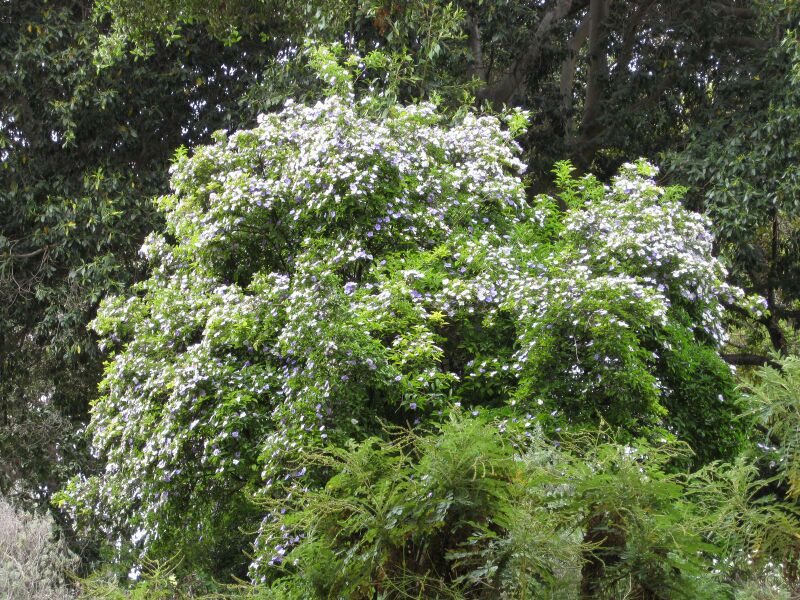 File:IMG 4922 hunt0904.jpg