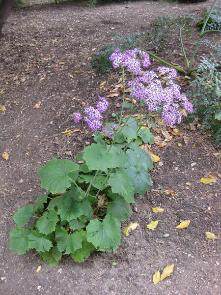 File:IMG 4927 hunt0904.jpg