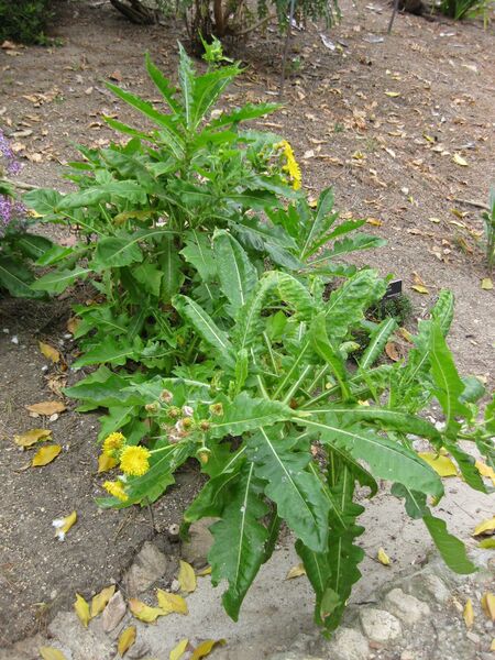 File:IMG 4929 hunt0904.jpg