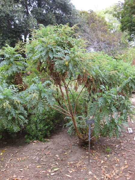 File:IMG 4930 hunt0904.jpg