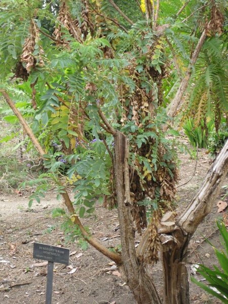 File:IMG 4932 hunt0904.jpg