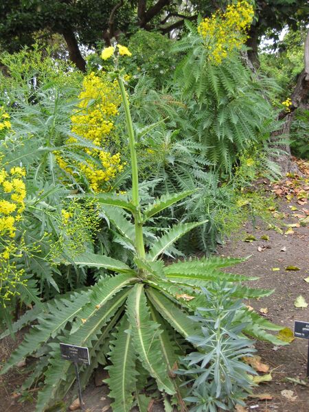 File:IMG 4934 hunt0904.jpg