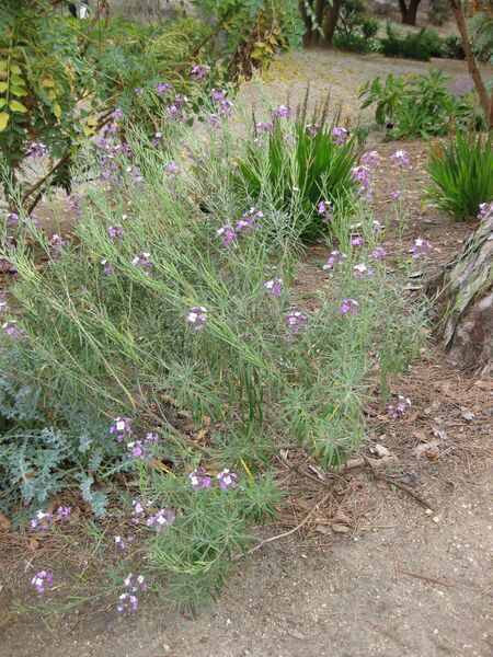 File:IMG 4936 hunt0904.jpg