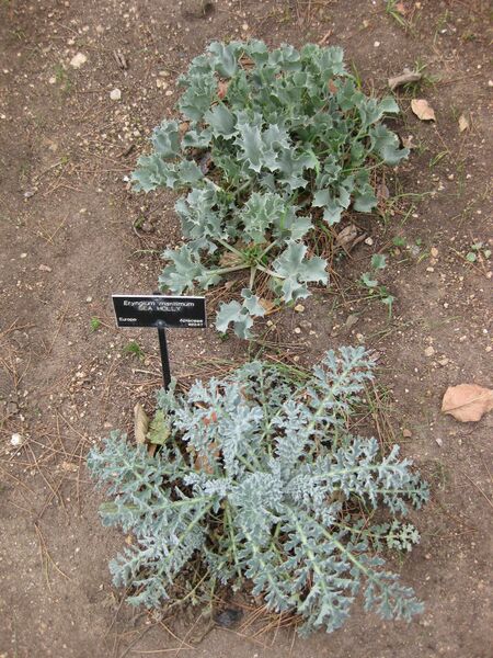 File:IMG 4937 hunt0904.jpg