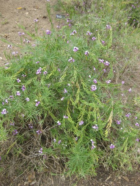 File:IMG 4940 hunt0904.jpg