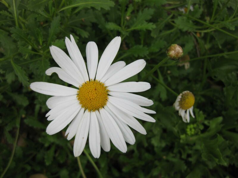 File:IMG 4945 hunt0904.jpg