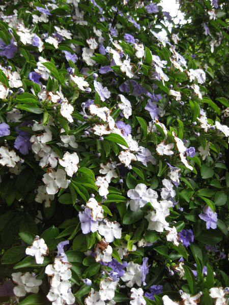 File:IMG 4947 hunt0904.jpg