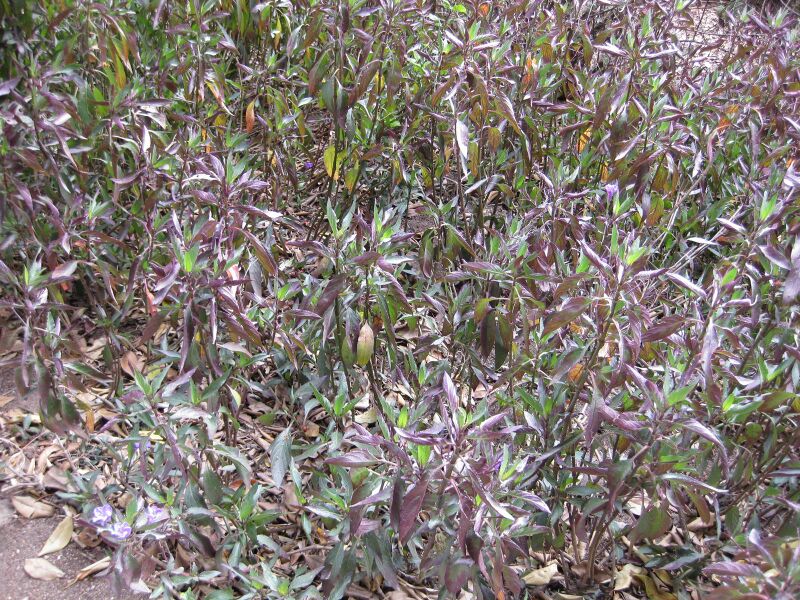 File:IMG 4948 hunt0904.jpg