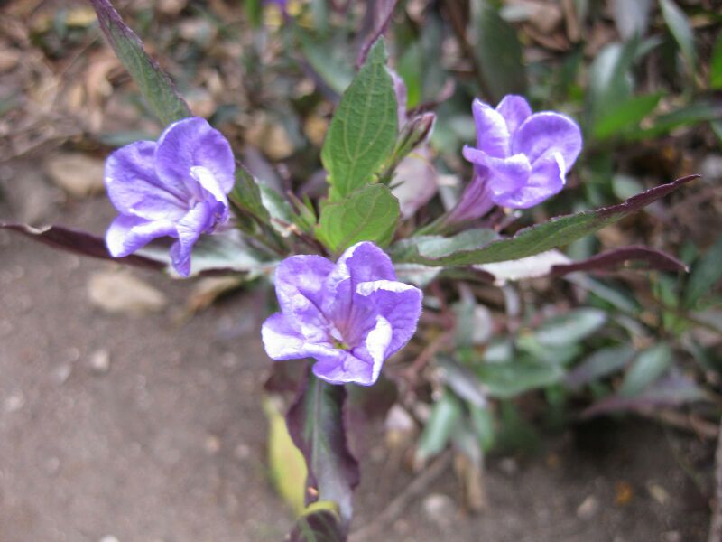 File:IMG 4949 hunt0904.jpg