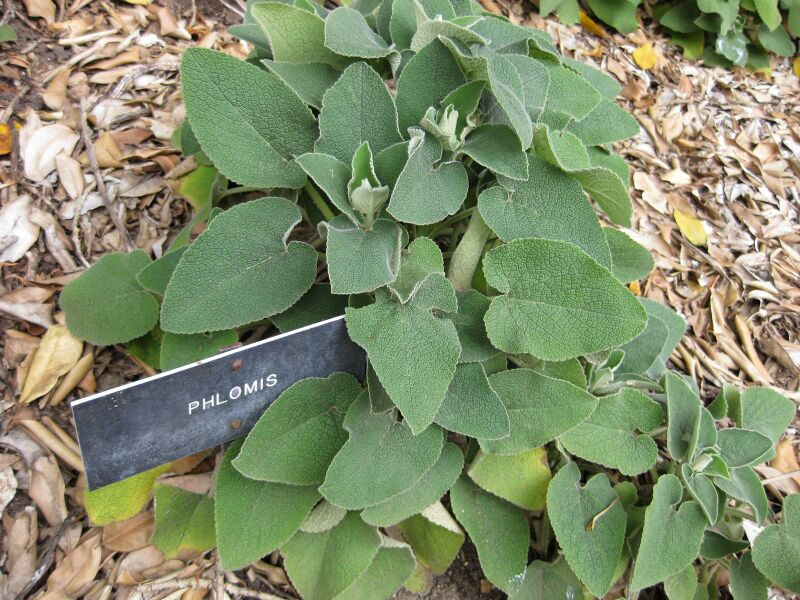 File:IMG 4951 hunt0904.jpg