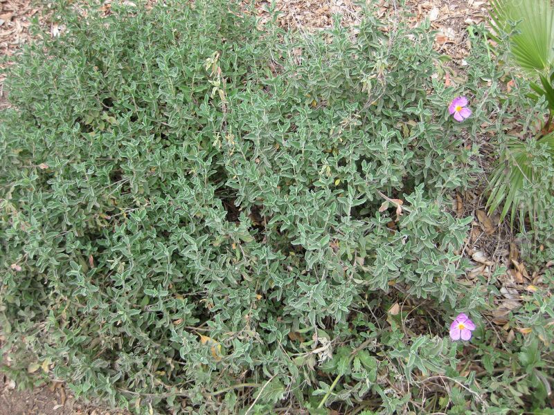 File:IMG 4952 hunt0904.jpg