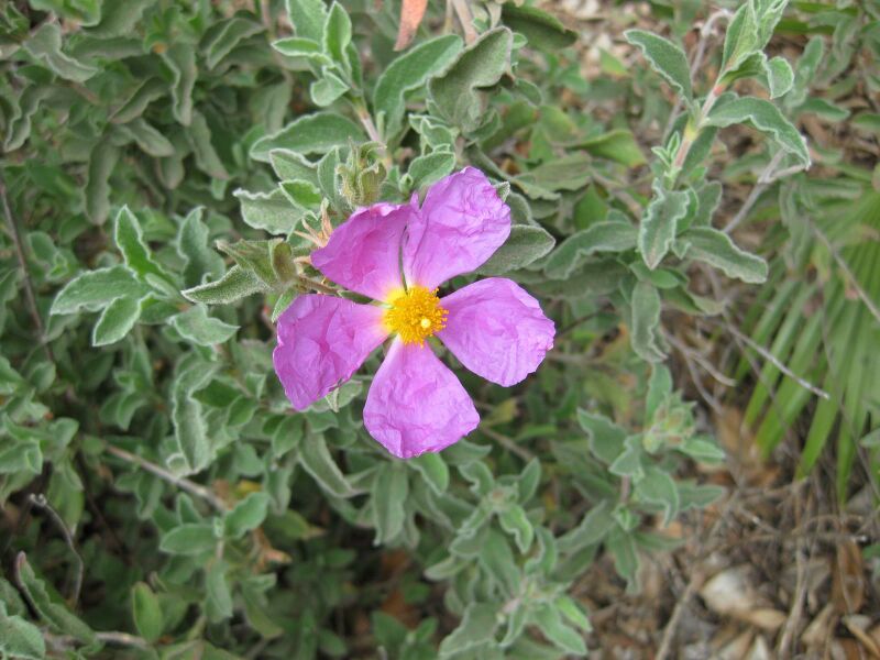 File:IMG 4953 hunt0904.jpg