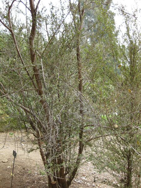 File:IMG 4955 hunt0904.jpg