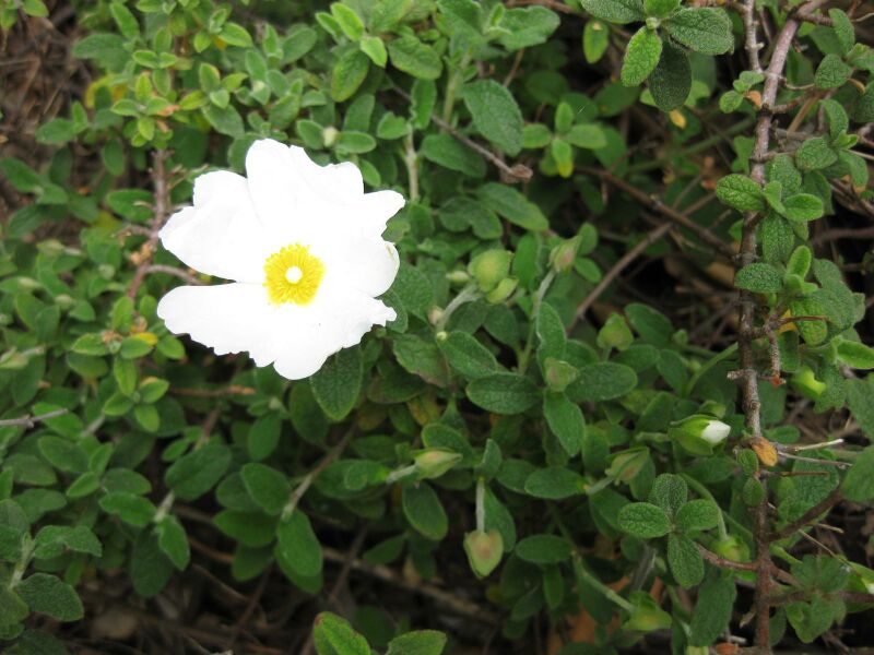 File:IMG 4958 hunt0904.jpg