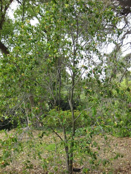 File:IMG 4959 hunt0904.jpg