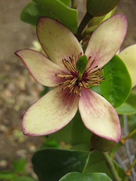 File:IMG 4960 hunt0904.jpg