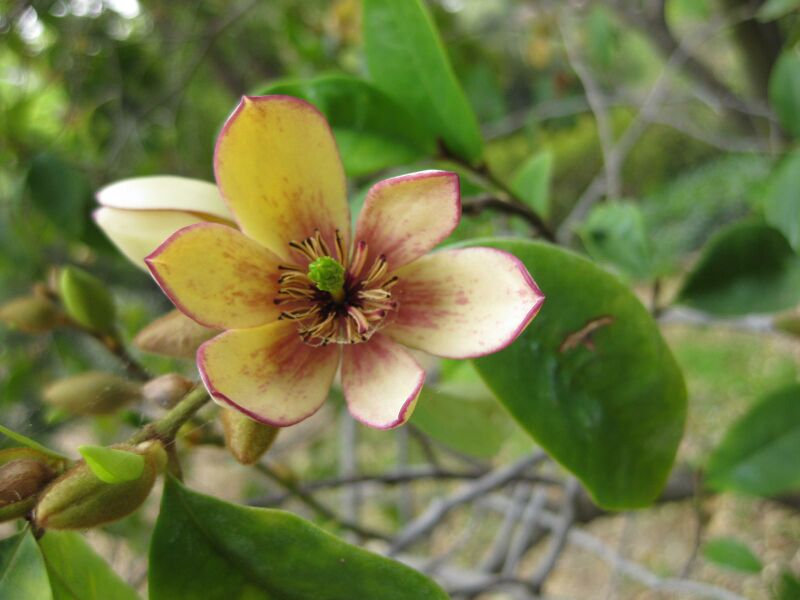 File:IMG 4961 hunt0904.jpg