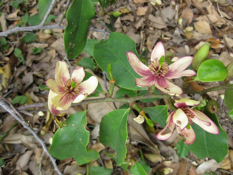 File:IMG 4963 hunt0904.jpg