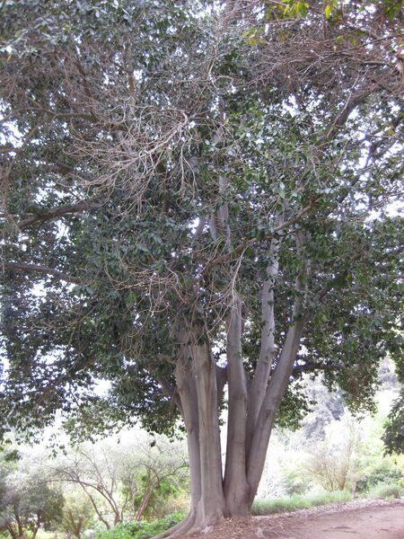 File:IMG 4965 hunt0904.jpg