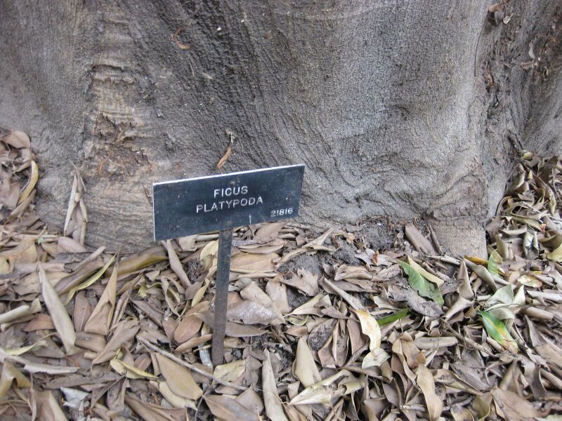 File:IMG 4966 hunt0904.jpg