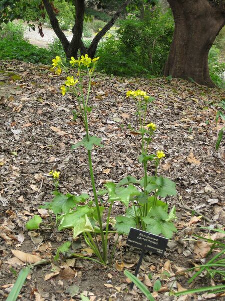 File:IMG 4967 hunt0904.jpg