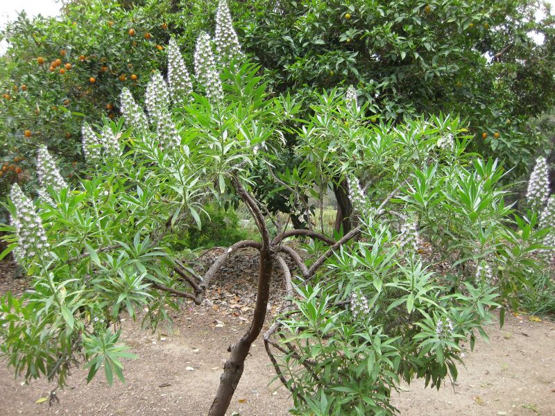 File:IMG 4968 hunt0904.jpg