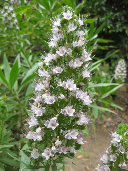 File:IMG 4969 hunt0904.jpg