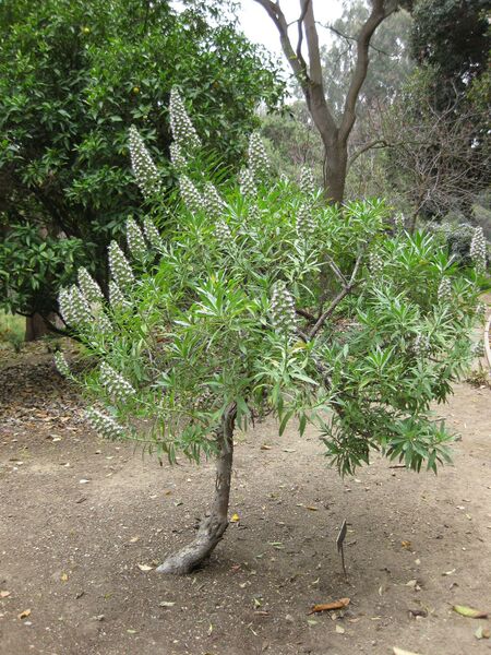 File:IMG 4971 hunt0904.jpg