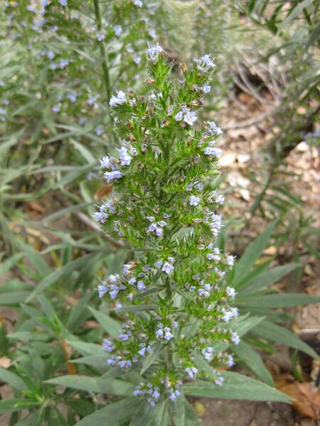 File:IMG 4973 hunt0904.jpg