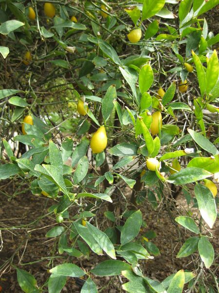 File:IMG 4976 hunt0904.jpg