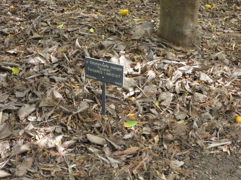 File:IMG 4977 hunt0904.jpg