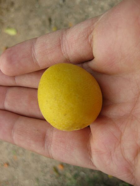 File:IMG 4979 hunt0904.jpg