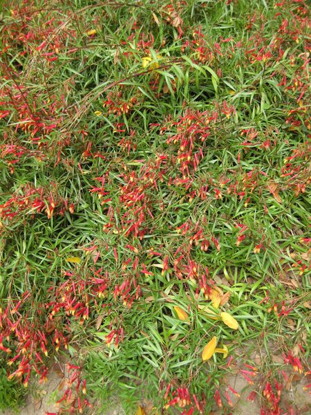 File:IMG 4981 hunt0904.jpg