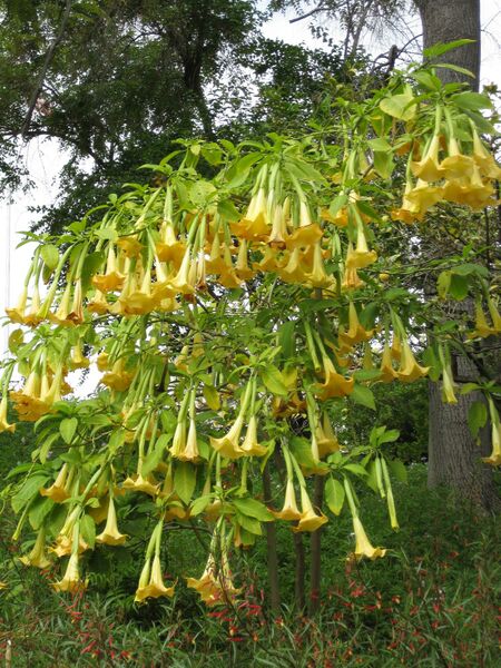 File:IMG 4984 hunt0904.jpg