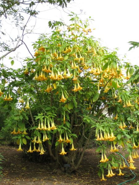 File:IMG 4985 hunt0904.jpg