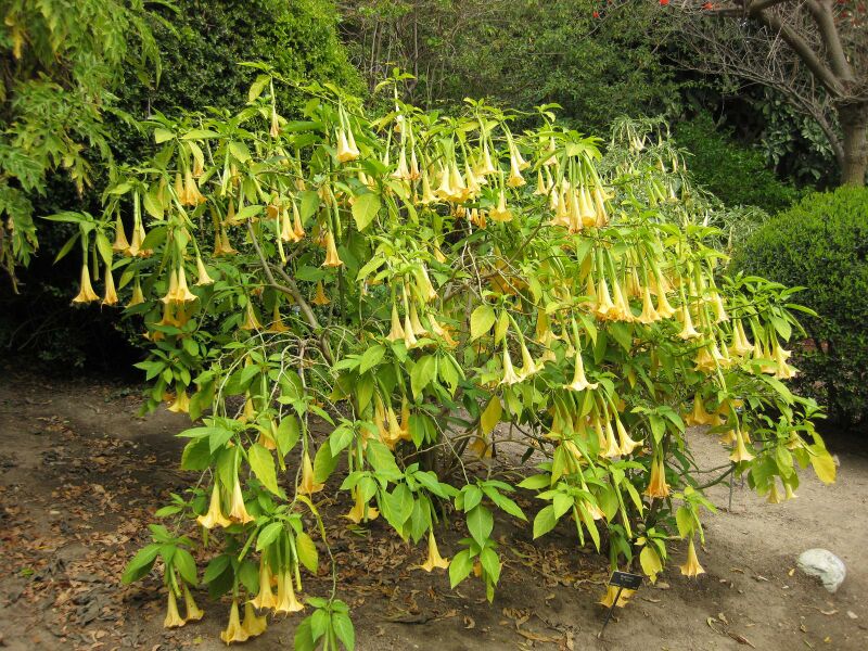 File:IMG 4988 hunt0904.jpg