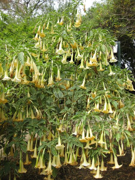 File:IMG 4991 hunt0904.jpg