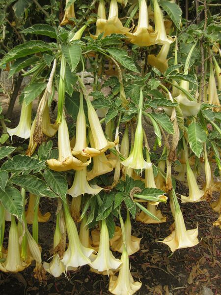 File:IMG 4992 hunt0904.jpg