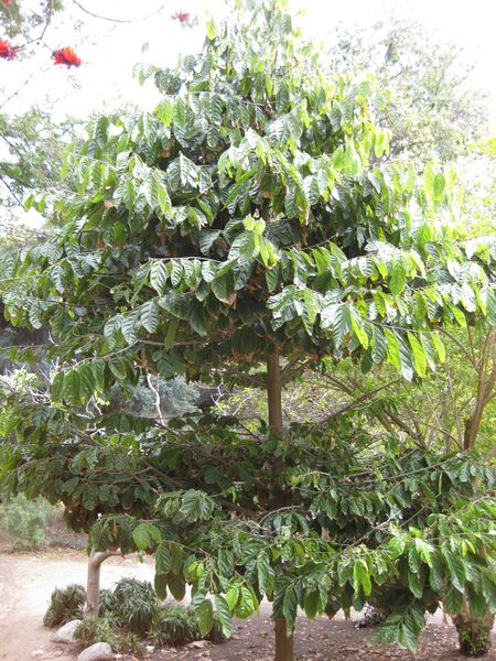 File:IMG 4994 hunt0904.jpg