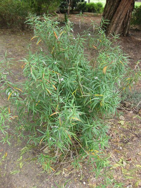 File:IMG 4996 hunt0904.jpg