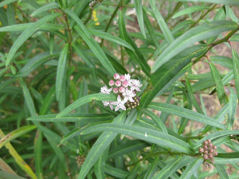 File:IMG 4997 hunt0904.jpg