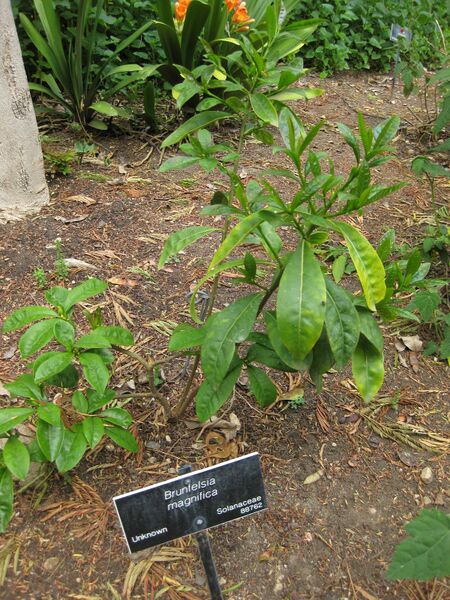 File:IMG 4999 hunt0904.jpg