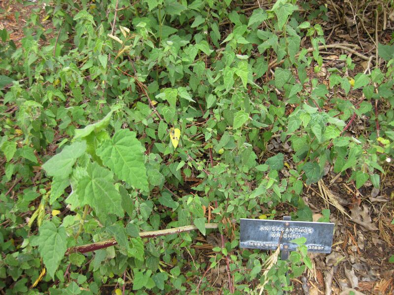 File:IMG 5000 hunt0904.jpg