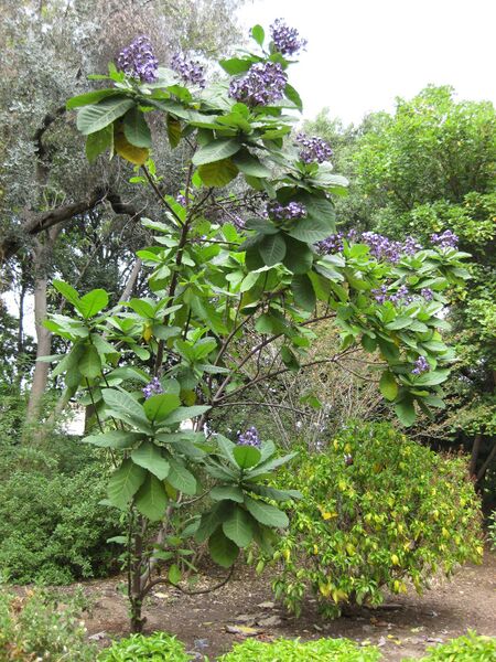 File:IMG 5001 hunt0904.jpg