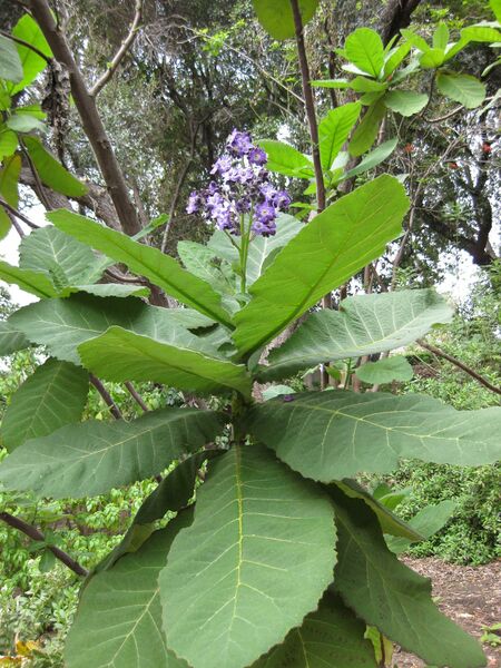 File:IMG 5002 hunt0904.jpg