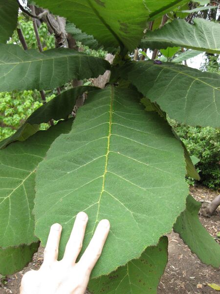 File:IMG 5003 hunt0904.jpg