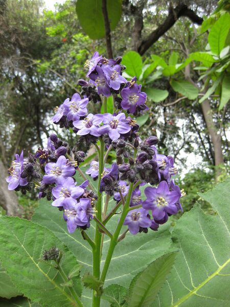 File:IMG 5004 hunt0904.jpg