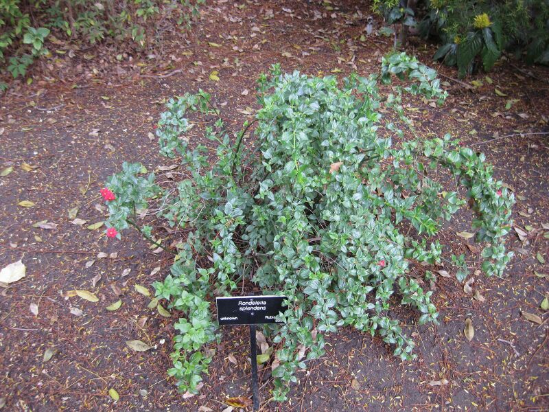 File:IMG 5006 hunt0904.jpg