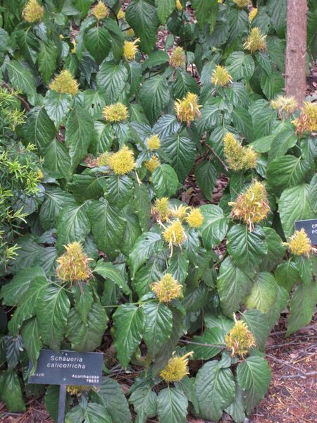 File:IMG 5008 hunt0904.jpg